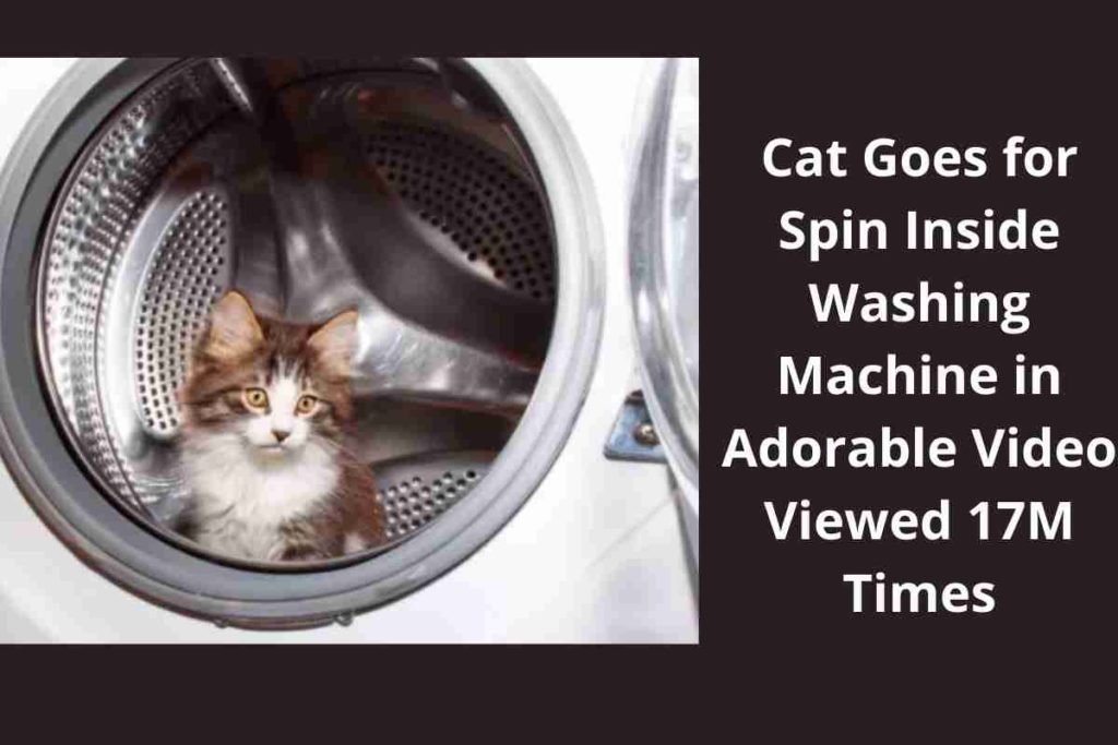 Cat Goes for Spin Inside Washing Machine in Adorable Video Viewed 17M Times