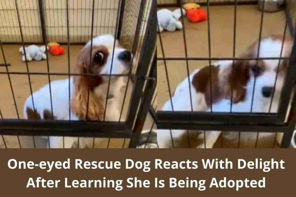 One-eyed Rescue Dog Reacts With Delight After Learning She Is Being Adopted