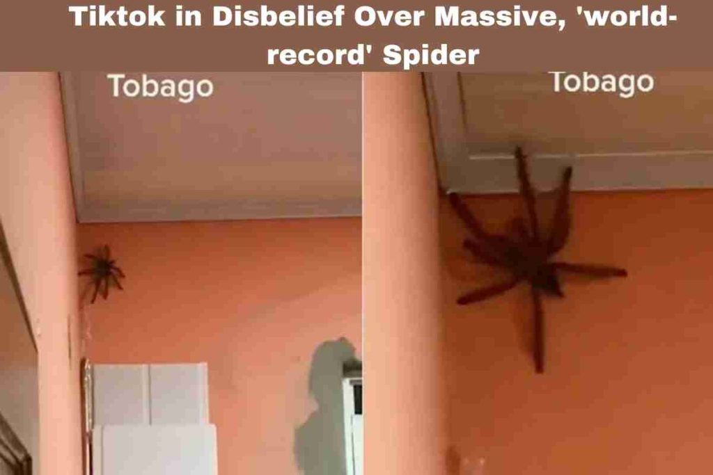 Tiktok in Disbelief Over Massive, 'world-record' Spider