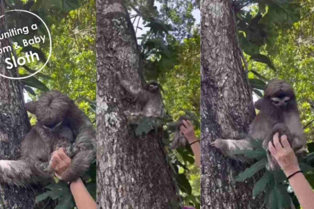 'it Melts Our Hearts' Viral Video Shows Baby Sloth that Fell from Tree Being Reunited with Mom (1)